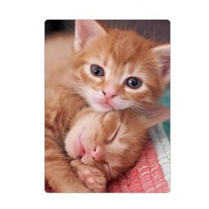 Cute Kittens Magnet